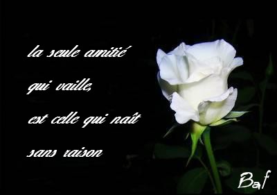 La rose de l'amiti&eacute;